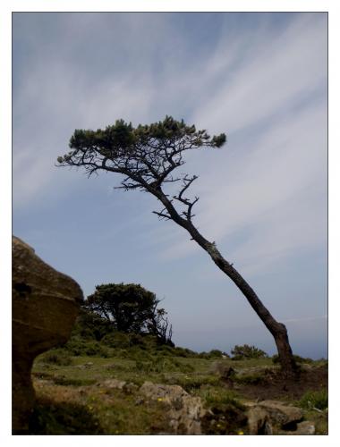 post-1195-0-96331800-1407770796_thumb.jp