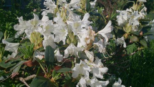 post-1370-0-26915300-1408988465_thumb.jp