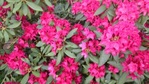 post-1370-0-78080200-1408988264_thumb.jp