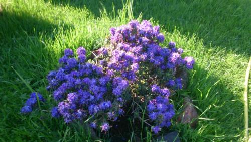 post-1370-0-95664400-1408988404_thumb.jp