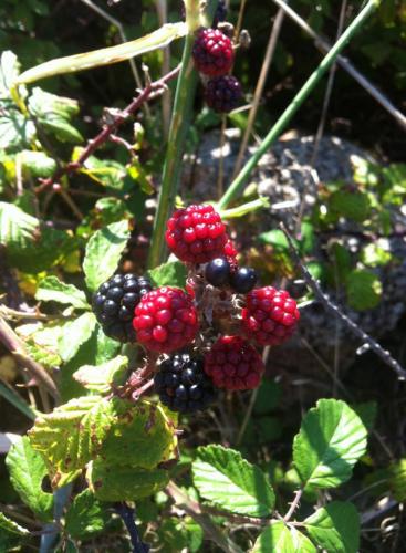 post-1652-0-96637300-1407956142_thumb.jp