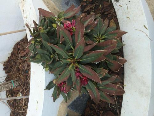 post-1832-0-05307200-1409061821_thumb.jp