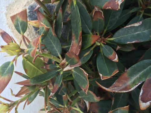 post-1832-0-88916700-1409061795_thumb.jp