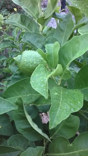 post-1921-0-32085600-1407739611_thumb.jp