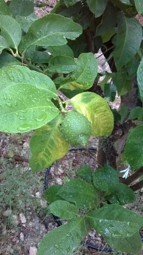 post-1921-0-39779300-1407739627_thumb.jp