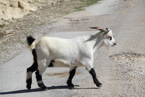 post-1921-0-44373400-1407990259_thumb.jp