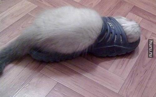 post-4696-0-13779400-1407566658_thumb.jp