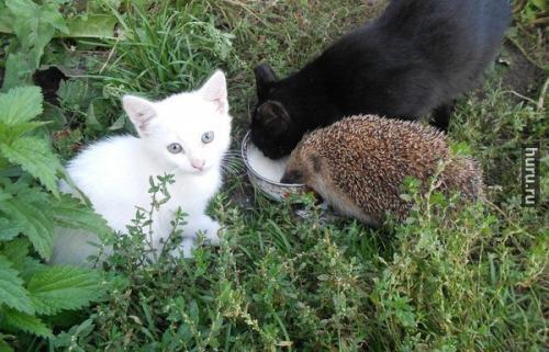 post-4696-0-77410400-1407566670_thumb.jp