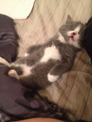 post-4696-0-82195700-1407566664_thumb.jp