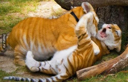 post-4696-0-87417300-1407566666_thumb.jp