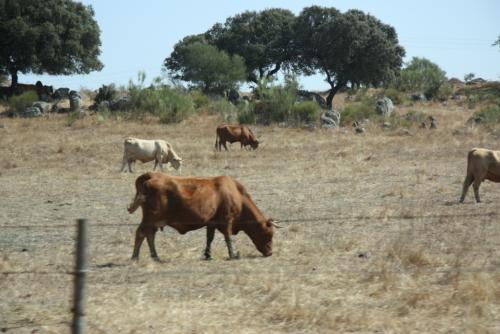 post-1217-0-65930100-1379540518_thumb.jp