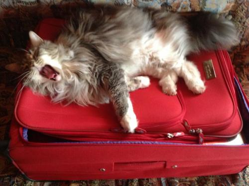 post-1276-0-69260700-1379660238_thumb.jp