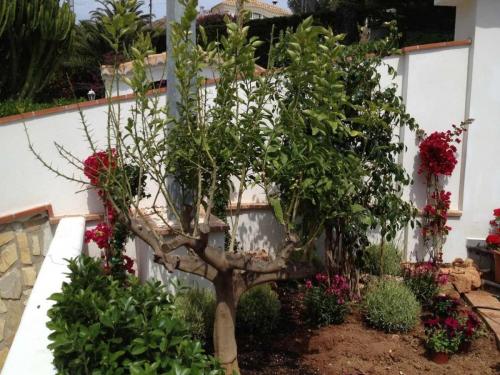 post-1832-0-19088500-1378049745_thumb.jp