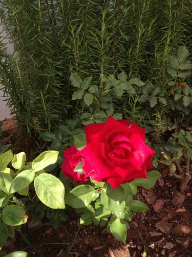 post-1832-0-62519500-1378043002_thumb.jp