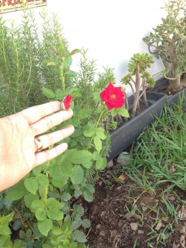 post-1832-0-66240200-1378043114_thumb.jp