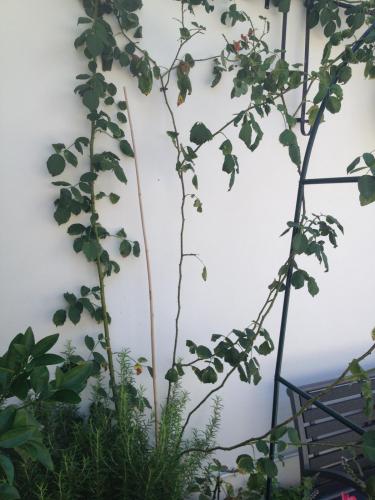 post-1832-0-72837700-1378114097_thumb.jp