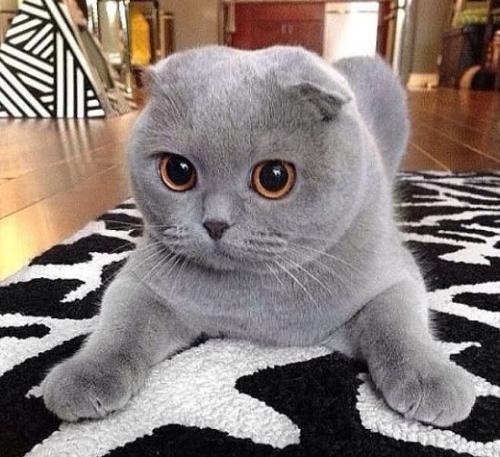 post-1217-0-99133500-1412108092_thumb.jp