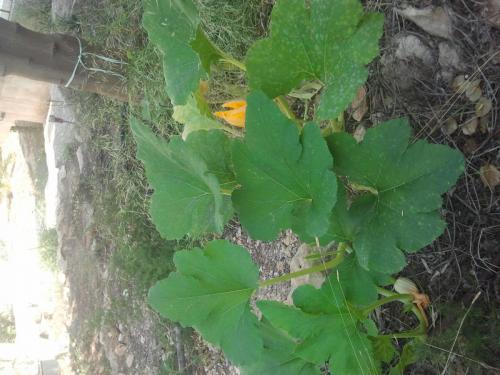 post-1921-0-29939600-1410357456_thumb.jp