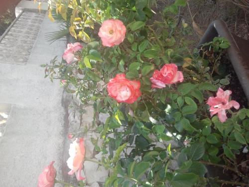 post-1921-0-35448500-1410357251_thumb.jp