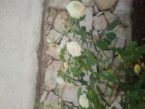 post-1921-0-73775700-1410357298_thumb.jp