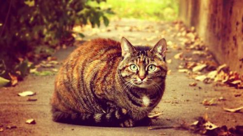 post-2490-0-23297700-1411807918_thumb.jp