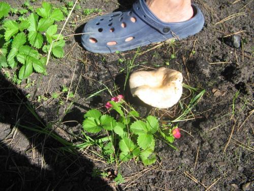 post-1921-0-67517300-1413283582_thumb.jp