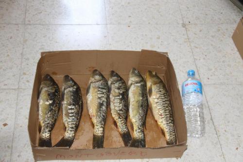 post-1921-0-68422600-1413285765_thumb.jp