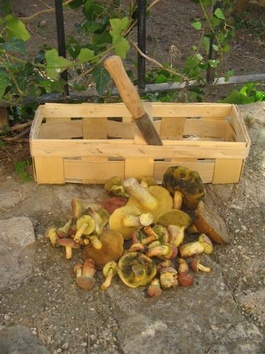 post-1921-0-90557700-1413283619_thumb.jp