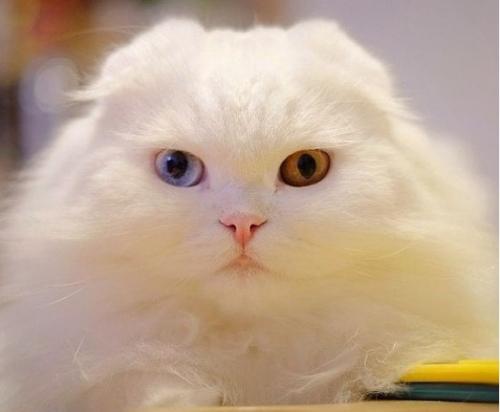 post-1217-0-46999000-1416004678_thumb.jp