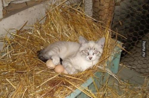 post-1921-0-82079400-1416307713_thumb.jp