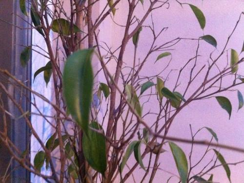 post-2035-0-05227200-1416935485_thumb.jp