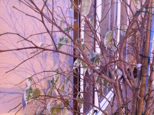 post-2035-0-47308600-1416935553_thumb.jp