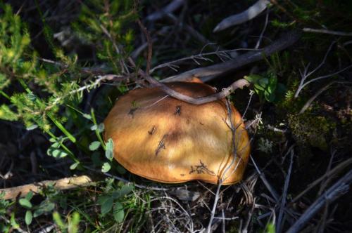 post-2385-0-40617200-1416960554_thumb.jp