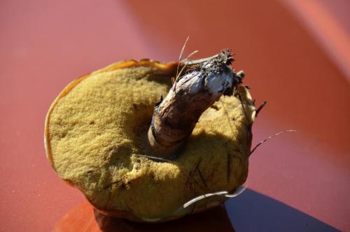 post-2385-0-47807600-1416960582_thumb.jp