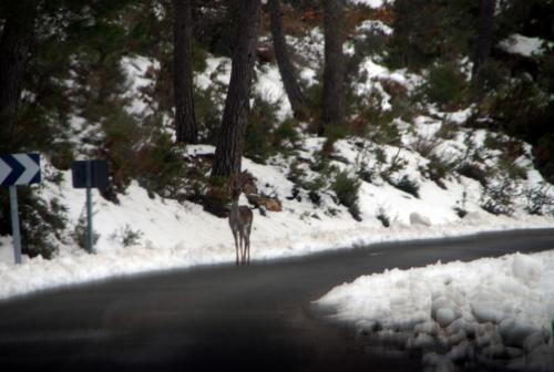 post-1092-0-08903800-1386347640_thumb.jp