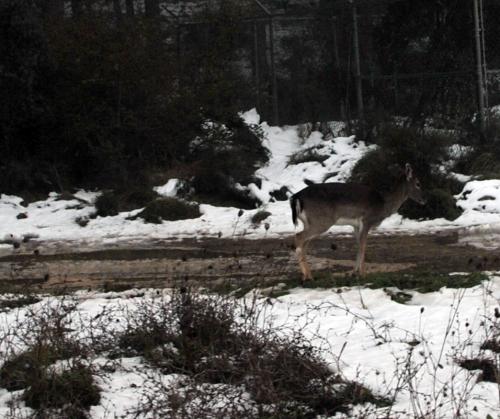 post-1092-0-51217200-1386347772_thumb.jp