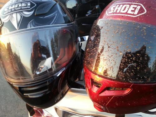 post-1217-0-87066000-1385915984_thumb.jp