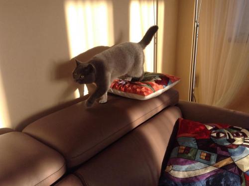 post-1942-0-73334700-1385985146_thumb.jp