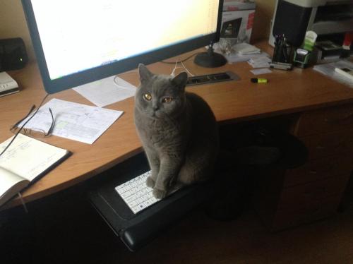 post-1942-0-73538700-1386682234_thumb.jp