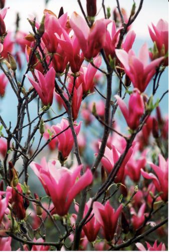 post-1921-0-41763200-1419837433_thumb.jp