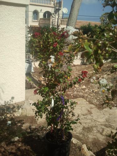 post-1921-0-50793000-1419835882_thumb.jp