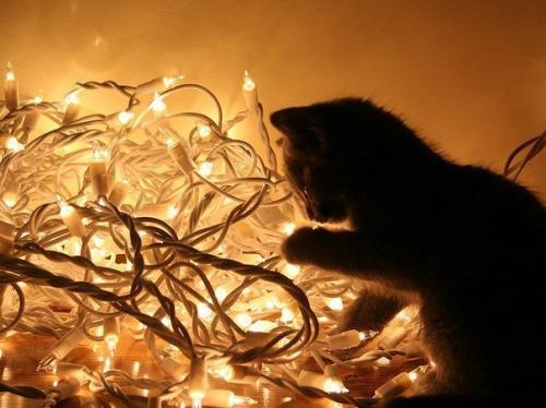 post-2490-0-99144600-1419538002_thumb.jp