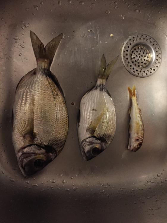 IMG_2935.thumb.JPG.beacb28d26b478bb24b2d