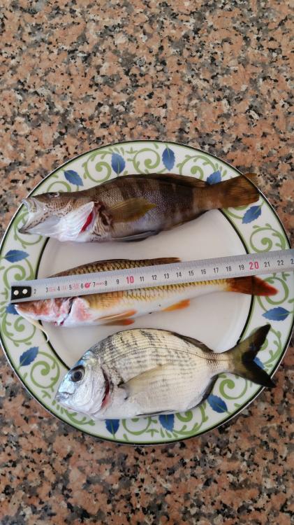 20151110_121935.thumb.jpg.18f30f26348788