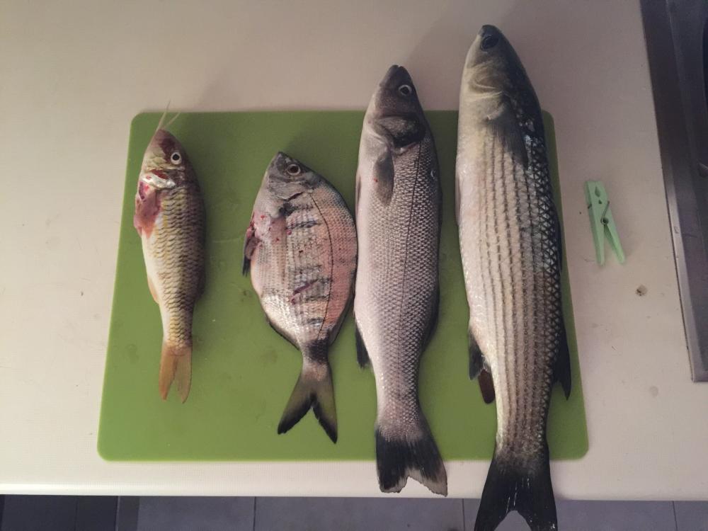 FullSizeRender 4.jpg